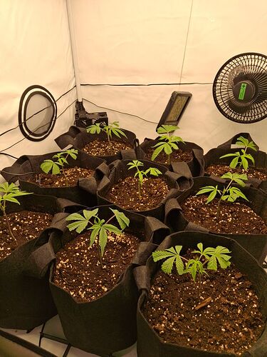Growreport Bild 15