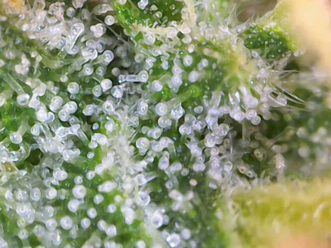 cap_68d5d92b9a20b5fb7f81468b4e7a3e40_00_00_40_08