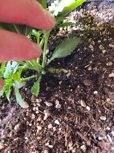 Growreport Bild 29