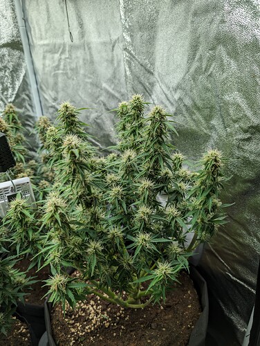 Growreport Bild 6