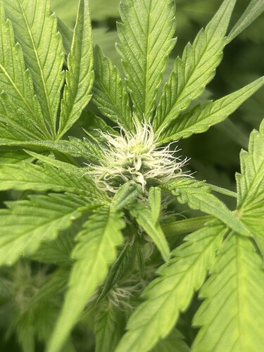 Growreport Bild 7