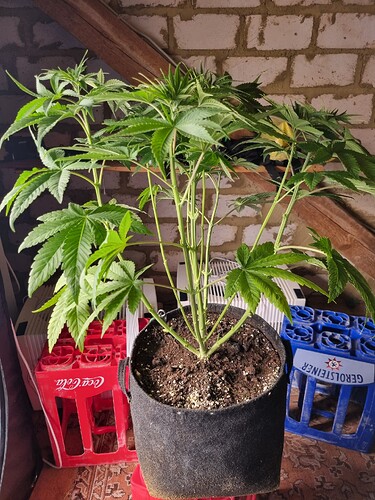 Eine junge Cannabispflanze in einem Vliesstofftopf, die sich in der Wachstumsphase befindet. Die Pflanze hat mehrere Verzweigungen und grüne Blätter. Im Hintergrund sind rote und blaue Getränkekisten zu sehen.