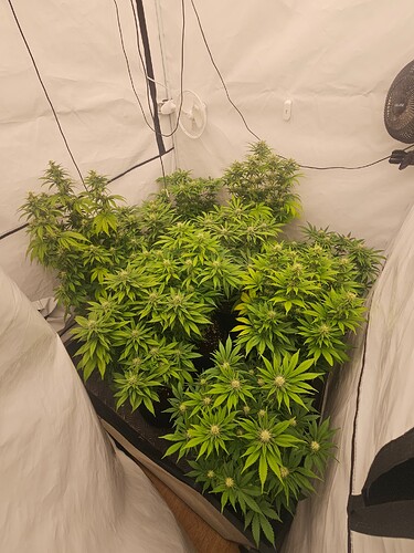 Growreport Bild 1