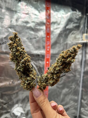 Eine Hand hält zwei getrimmte Cannabis-Buds vor einer Growbox-Folie.