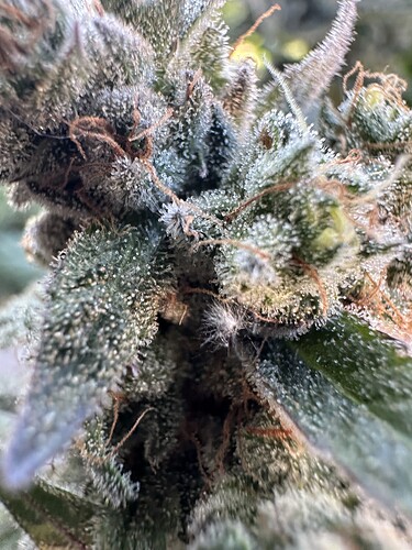 Growreport Bild 33