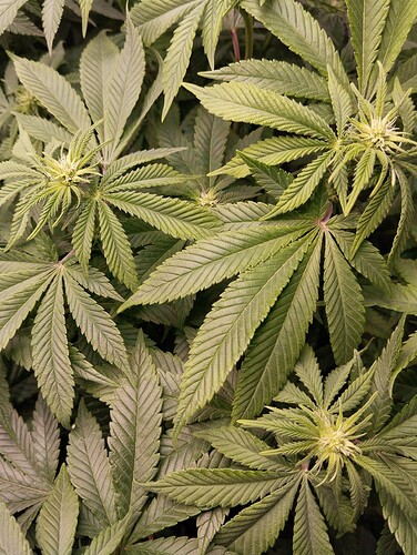 IMG_20250122_205421 - Kopie