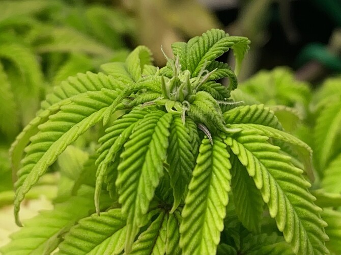 Growreport Bild 20