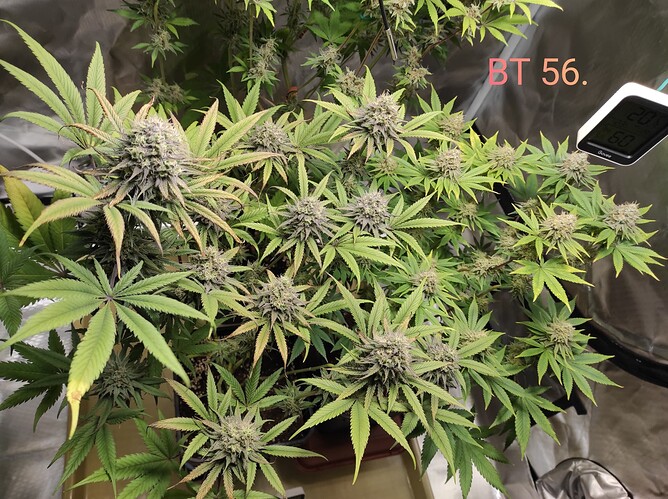 Growreport Bild 6