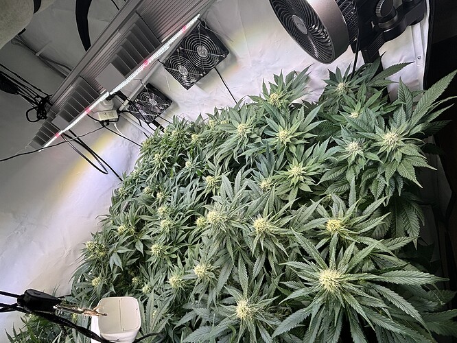 Growreport Bild 31