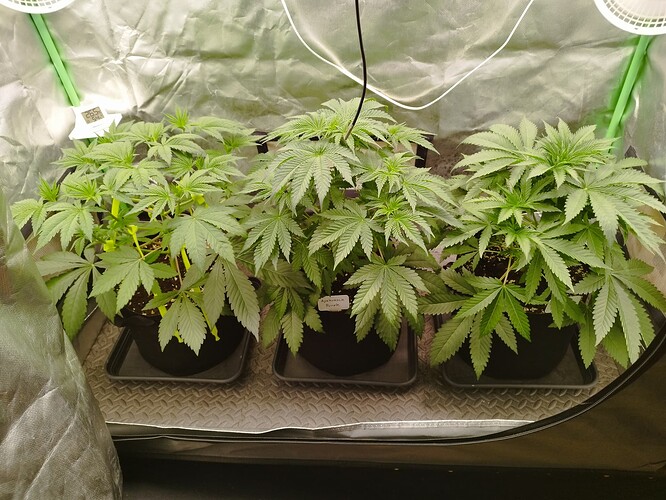Growreport Bild 2