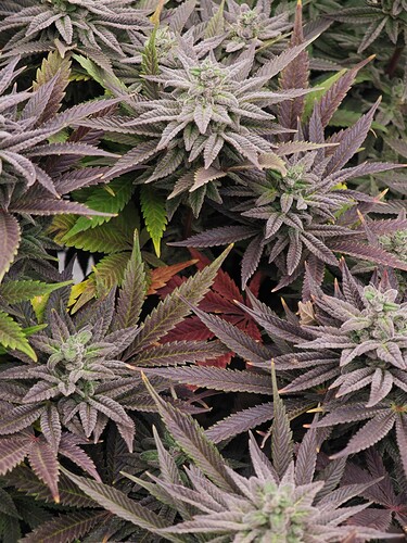 Growreport Bild 4