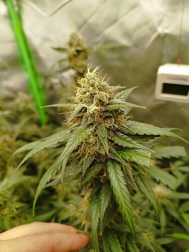 Eine blühende Cannabispflanze mit dichten Blütenständen und langen, spitzen Blättern. Ein Teil einer Hand ist am unteren linken Bildrand sichtbar.