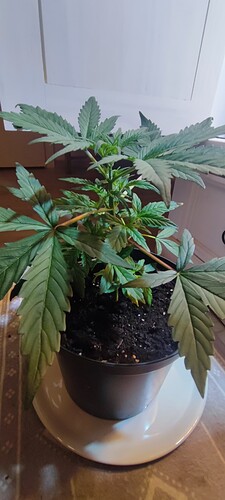 Growreport Bild 6