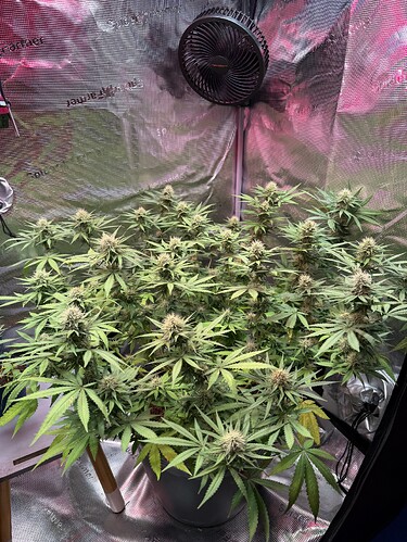 Growreport Bild 6