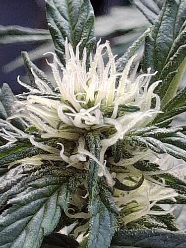 Growreport Bild 67