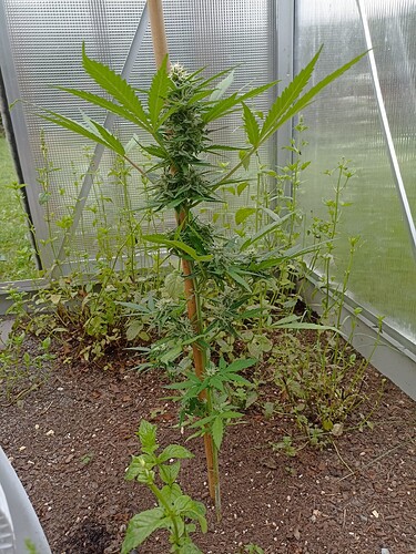Growreport Bild 5