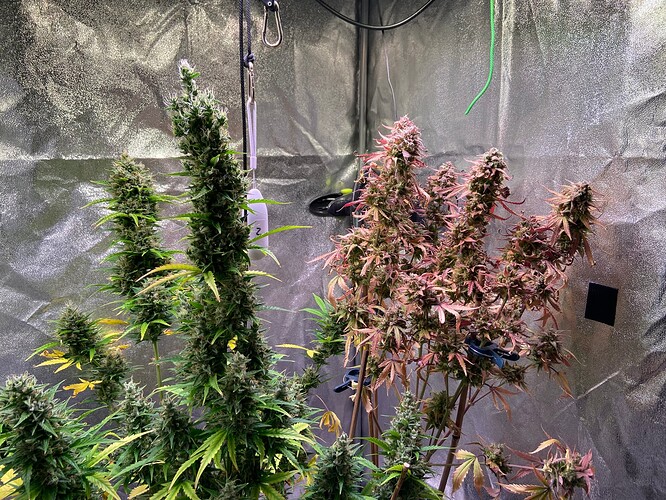 Growreport Bild 8