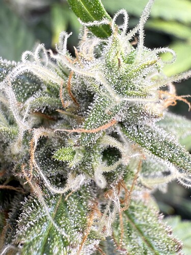 Growreport Bild 1