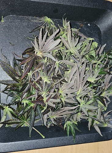 Growreport Bild 73
