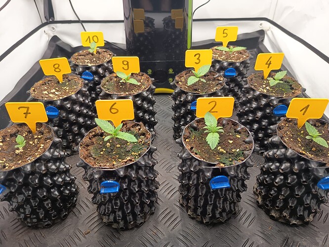 Growreport Bild 4