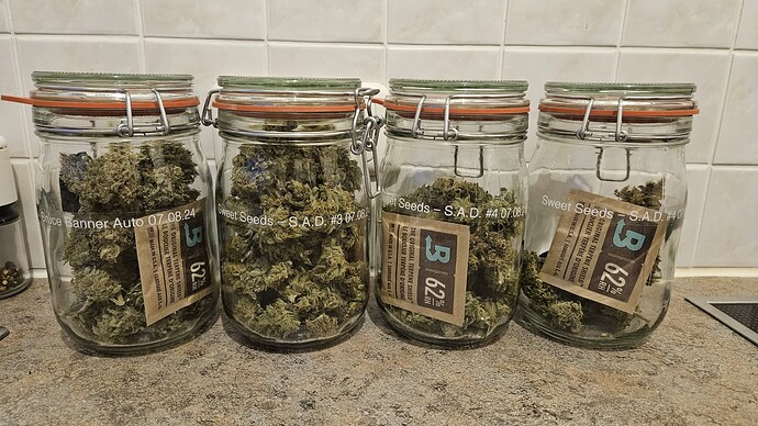 2nd Grow (nach 20Jahren) / 50x50x120 / 2x Sweet Afgani Delicious S1