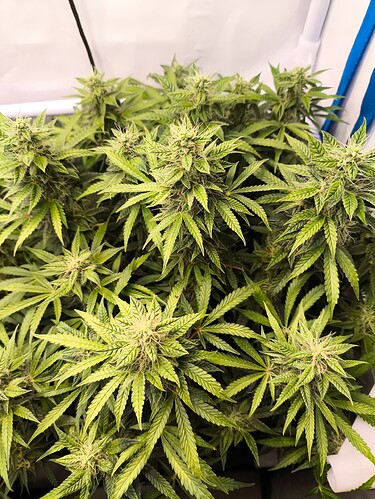 Growreport Bild 9