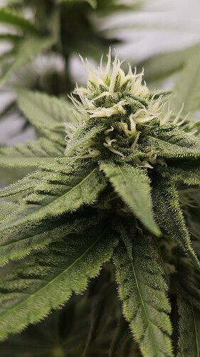 Growreport Bild 11