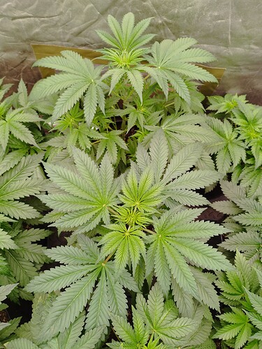 Amnesia XXL