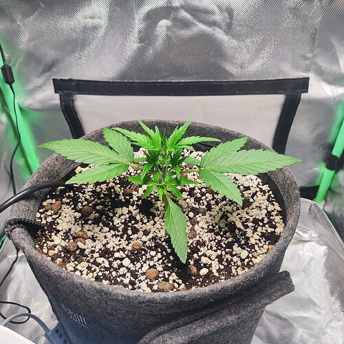 Growreport Bild 1