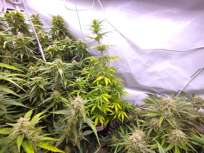 Growreport Bild 68
