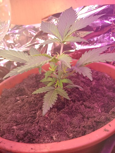 IMG_20240408_062541499