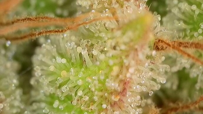 Growreport Bild 22