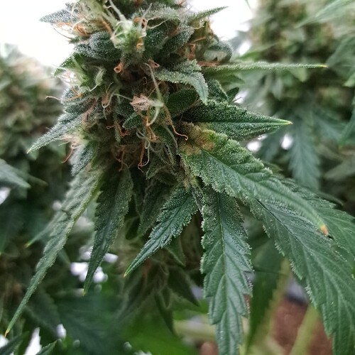 Growreport Bild 12