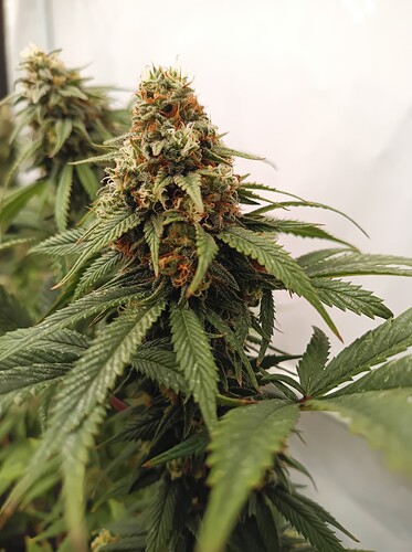 Growreport Bild 22
