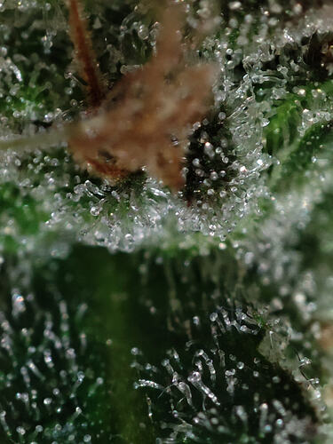 Growreport Bild 69