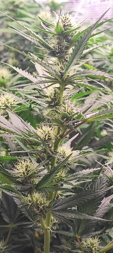 Growreport Bild 14