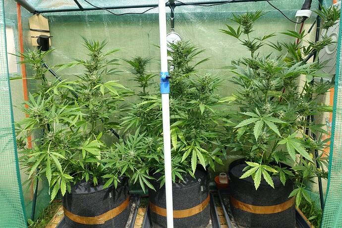 Growreport Bild 5