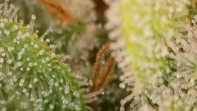 Growreport Bild 27
