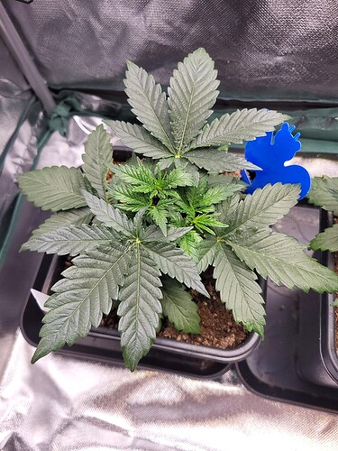 Growreport Bild 1