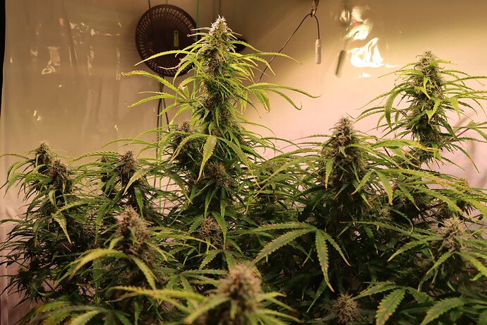Growreport Bild 4