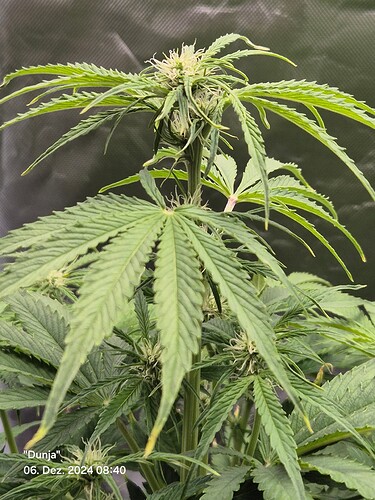 Growreport Bild 5
