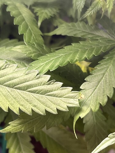 Growreport Bild 4