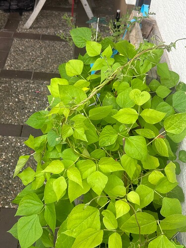Growreport Bild 29