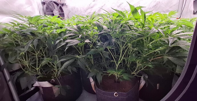 Growreport Bild 2