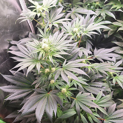 Eine Cannabis-Pflanze in der Blütephase mit mehreren Blütenansätzen und breiten, dunklen Blättern.