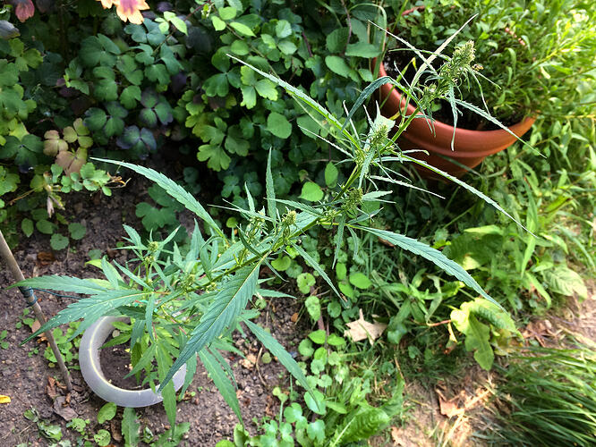 Grow26_0730_04