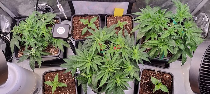 Growreport Bild 15