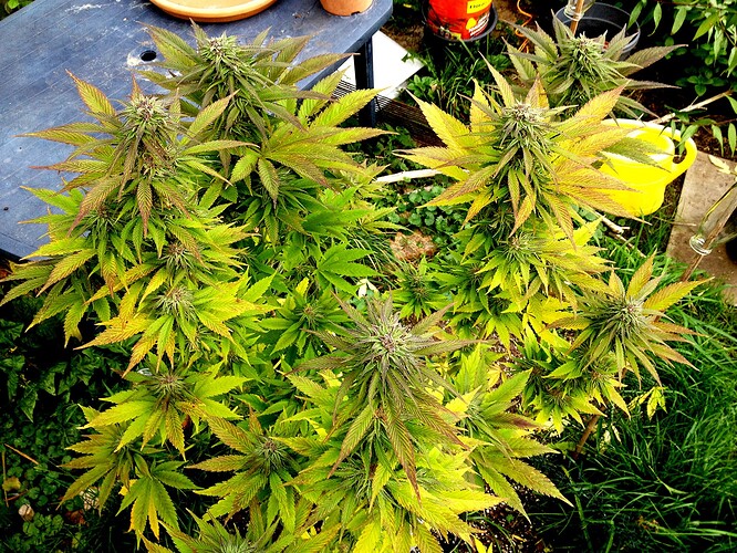 Growreport Bild 3