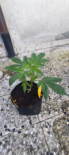 Growreport Bild 6