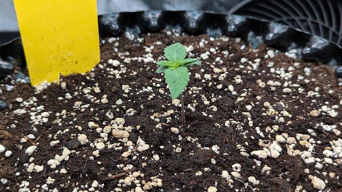 PXL_20240703_184557539